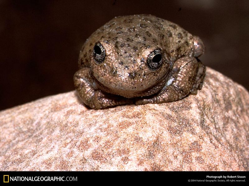 [National Geographic Wallpaper] Canyon Treefrog (유타회색청개구리); DISPLAY FULL IMAGE.
