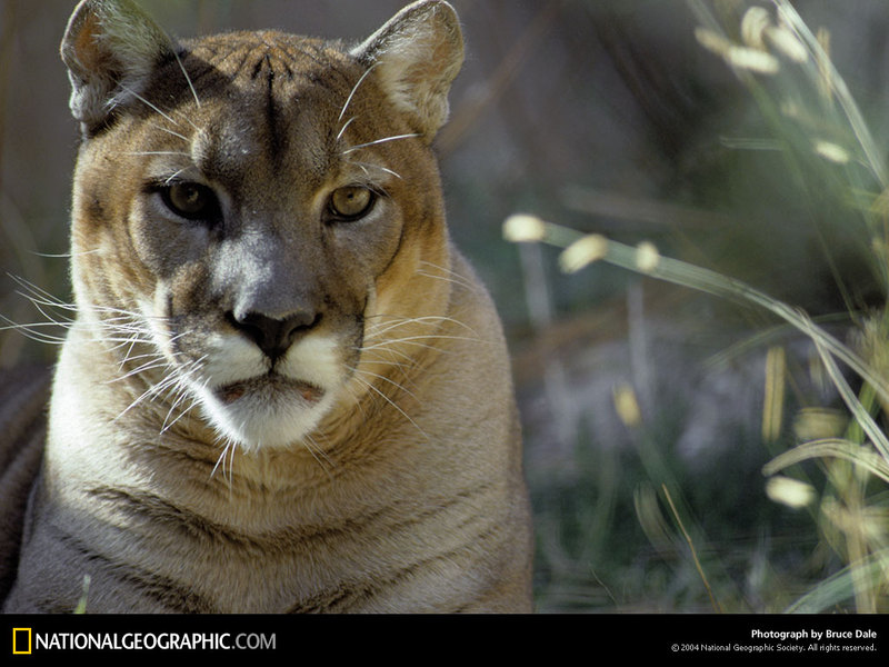 [National Geographic Wallpaper] Cougar (퓨마); DISPLAY FULL IMAGE.
