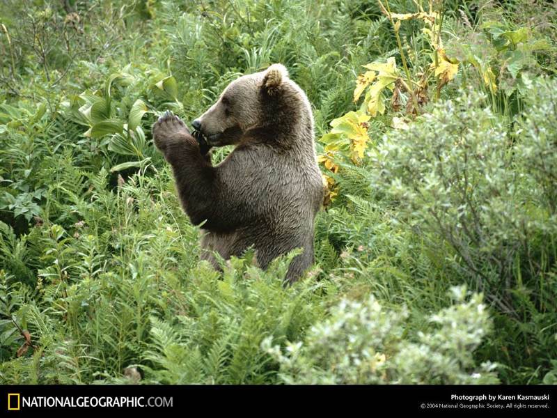 [National Geographic Wallpaper] Grizzly Bear (회색곰); DISPLAY FULL IMAGE.