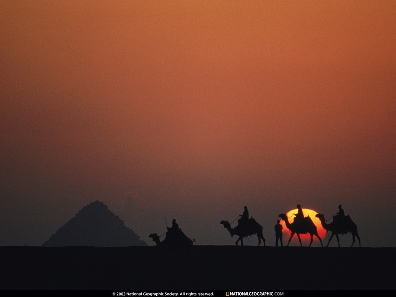 [National Geographic Wallpaper] Camel (기자피라미드를 지나가는 낙타 대상); DISPLAY FULL IMAGE.