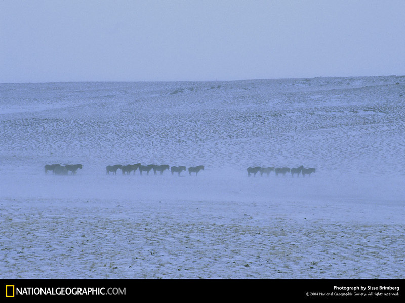 [National Geographic Wallpaper] Icelandic Horse (아이슬랜드의 말); DISPLAY FULL IMAGE.