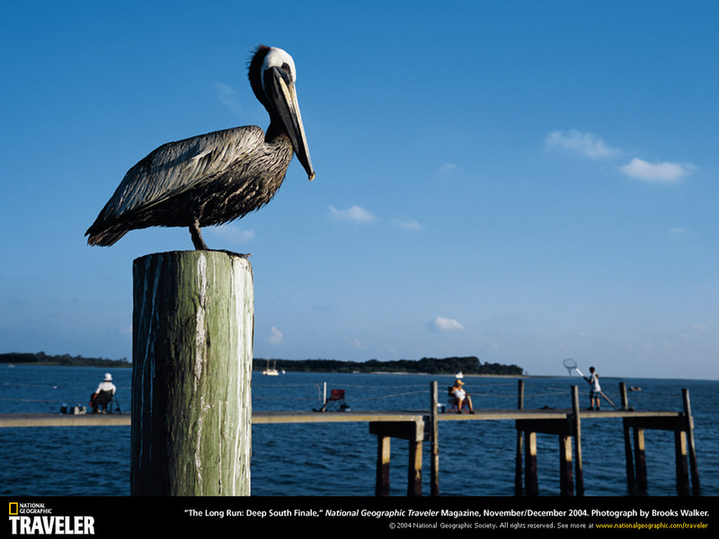 [National Geographic Wallpaper] Brown Pelican (갈색사다새); DISPLAY FULL IMAGE.