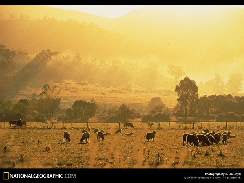 [National Geographic Wallpaper] Sheep herd (호주의 양떼); DISPLAY FULL IMAGE.