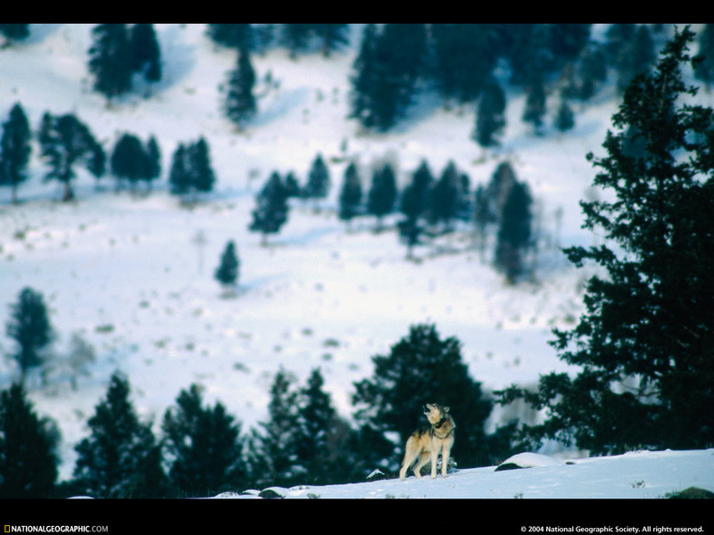 [National Geographic Wallpaper] Gray Wolf (회색늑대); DISPLAY FULL IMAGE.