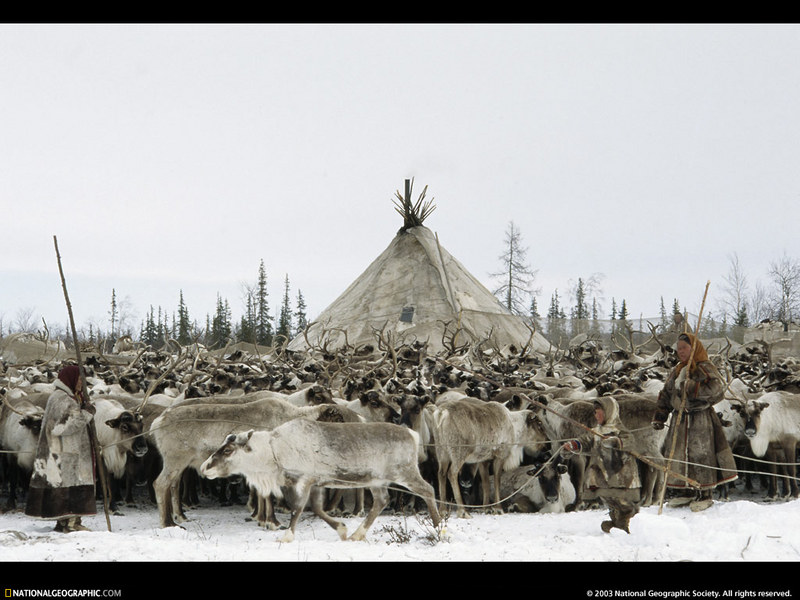 [National Geographic Wallpaper] Nenets Reindeer (러시아 네네츠의 순록 목축); DISPLAY FULL IMAGE.