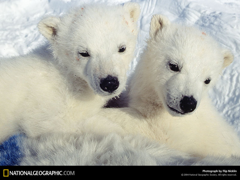 [National Geographic Wallpaper] Polar Bear twin cubs (북극곰 쌍동이); DISPLAY FULL IMAGE.