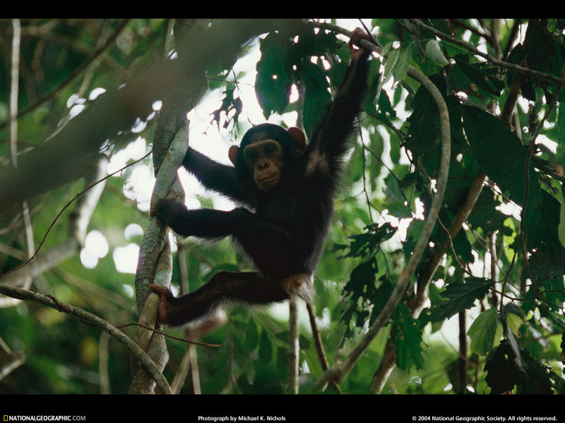 [National Geographic Wallpaper] Baby Chimpanzee (아기 침팬지); DISPLAY FULL IMAGE.