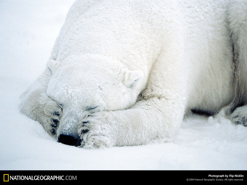[National Geographic Wallpaper] Polar Bear (북극곰); DISPLAY FULL IMAGE.