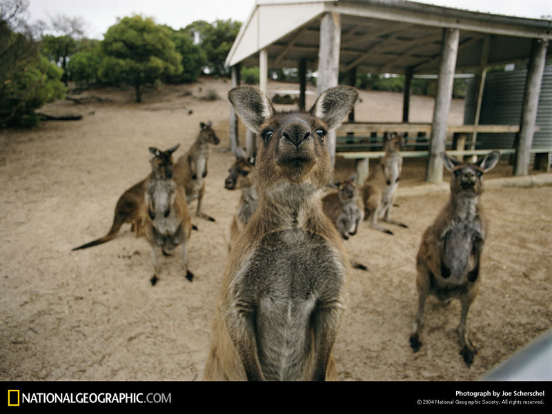[National Geographic Wallpaper] Kangaroo (캥거루); DISPLAY FULL IMAGE.