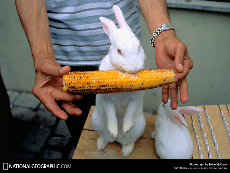 [National Geographic Wallpaper] White Rabbit (흰토끼); DISPLAY FULL IMAGE.