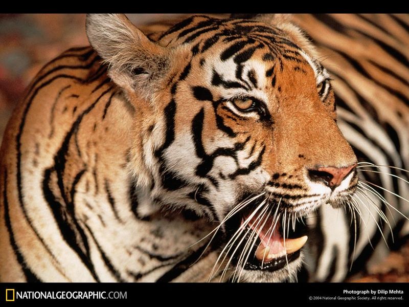 [National Geographic Wallpaper]  Tiger (아시아산 호랑이); DISPLAY FULL IMAGE.