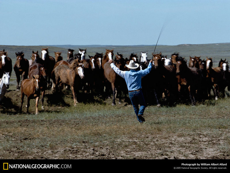 [National Geographic Wallpaper]  Horse herd (미국몬타나주의 말); DISPLAY FULL IMAGE.