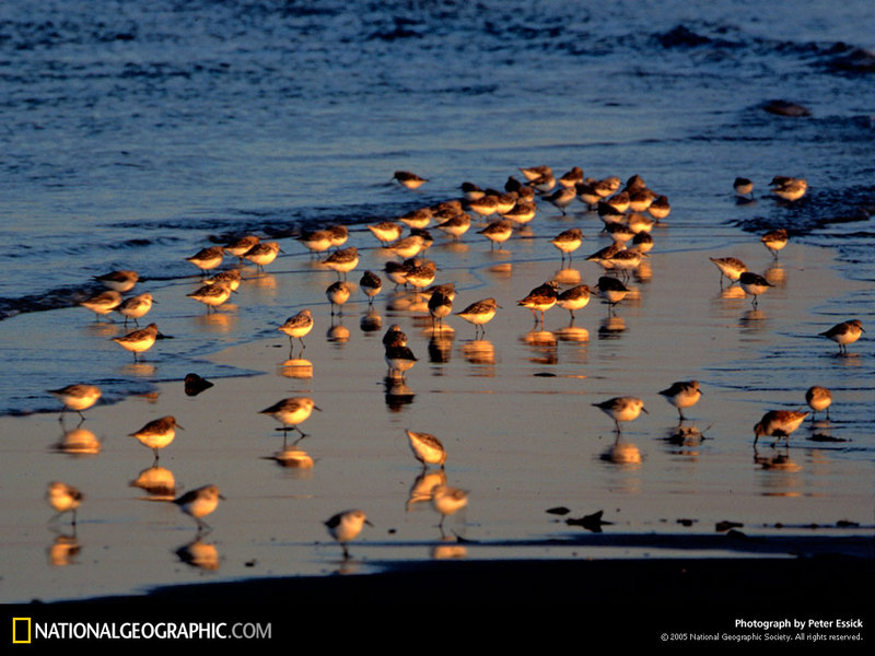 [National Geographic Wallpaper]  Sandpiper flock (도요새 무리); DISPLAY FULL IMAGE.