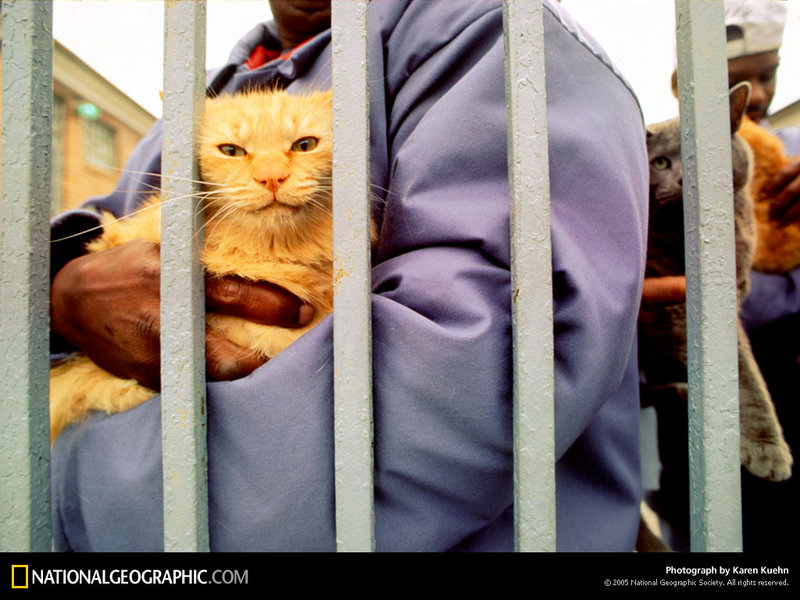[National Geographic Wallpaper] Pet Cat (애완고양이); DISPLAY FULL IMAGE.