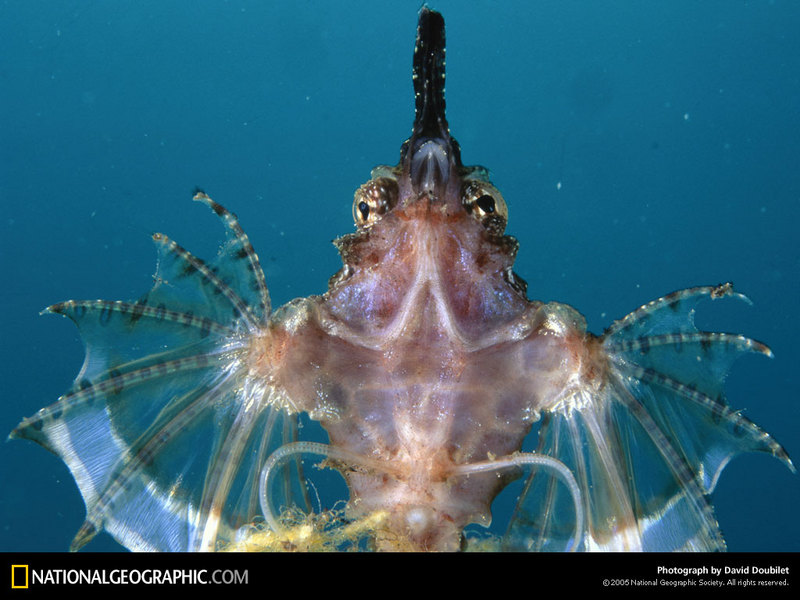 [National Geographic Wallpaper] Dragonfish (용고기); DISPLAY FULL IMAGE.