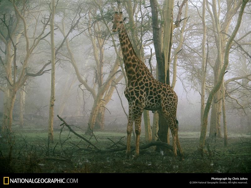 [National Geographic Wallpaper] Giraffe (기린); DISPLAY FULL IMAGE.
