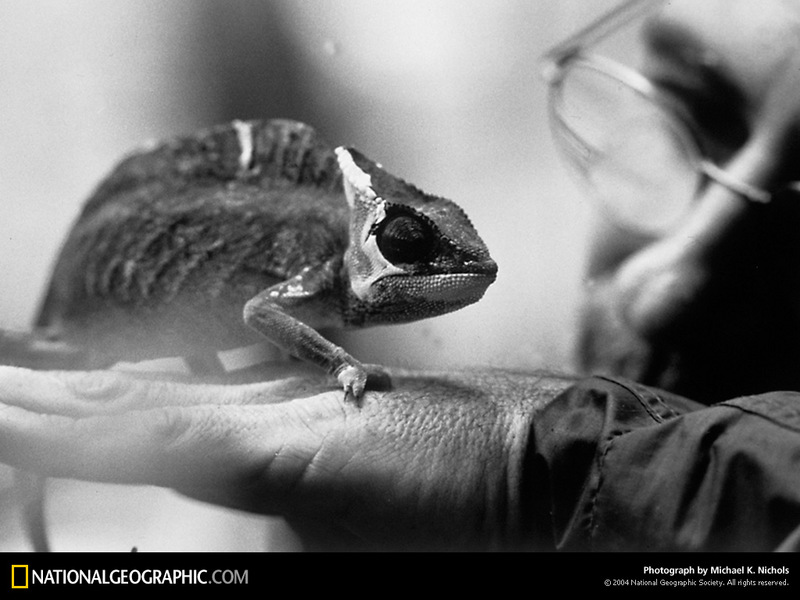 [National Geographic Wallpaper] Chameleon (카멜레온); DISPLAY FULL IMAGE.