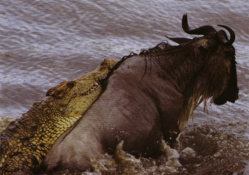 Nile Crocodile (Crocodylus niloticus) {!--나일악어-->; DISPLAY FULL IMAGE.