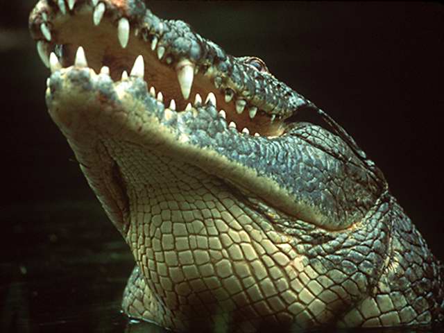 Nile Crocodile (Crocodylus niloticus) {!--나일악어-->; Image ONLY