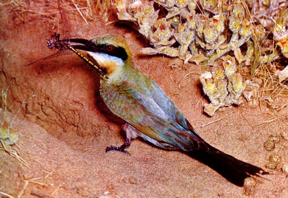 Rainbow Bee-eater (Merops ornatus) {!--무지개벌잡이새(호주)-->; Image ONLY