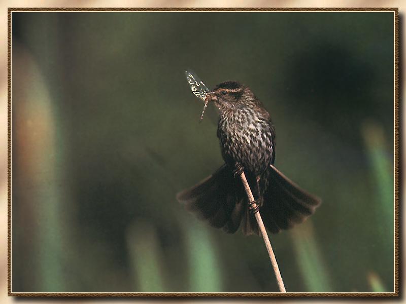 Red-winged Blackbird (Agelaius phoeniceus) {!--붉은어깨찌르레기사촌-->; DISPLAY FULL IMAGE.