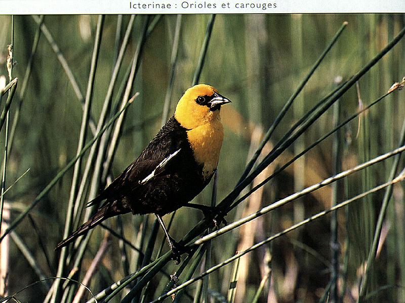 Yellow-headed Blackbird (Xanthocephalus xanthocephalus) {!--노란머리찌르레기사촌,노랑머리흑조(----黑鳥)-->; DISPLAY FULL IMAGE.
