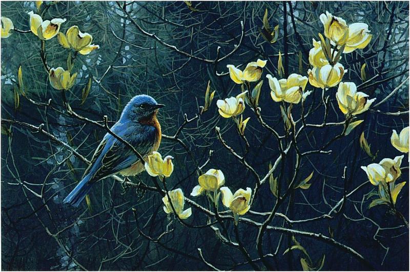 [Animal Art - Robert Bateman] Bluebird (Sialia sp.) {!--파랑지빠귀(북미)-->; DISPLAY FULL IMAGE.