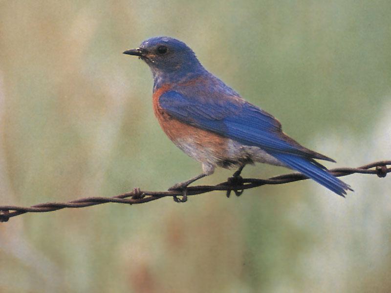 Western Bluebird (Sialia mexicana) {!--멕시코파랑지빠귀-->; DISPLAY FULL IMAGE.