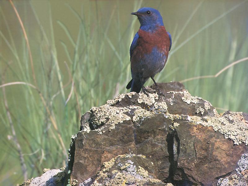 Western Bluebird (Sialia mexicana) {!--멕시코파랑지빠귀-->; DISPLAY FULL IMAGE.