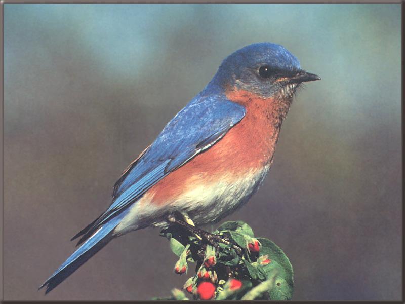 Eastern Bluebird (Sialia sialis) {!--동부파랑지빠귀(북아메리카)-->; DISPLAY FULL IMAGE.