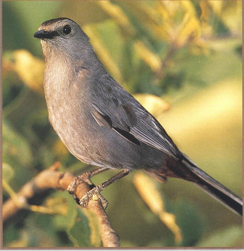 Gray Catbird (Dumetella carolinensis) {!--회색고양이새-->; DISPLAY FULL IMAGE.