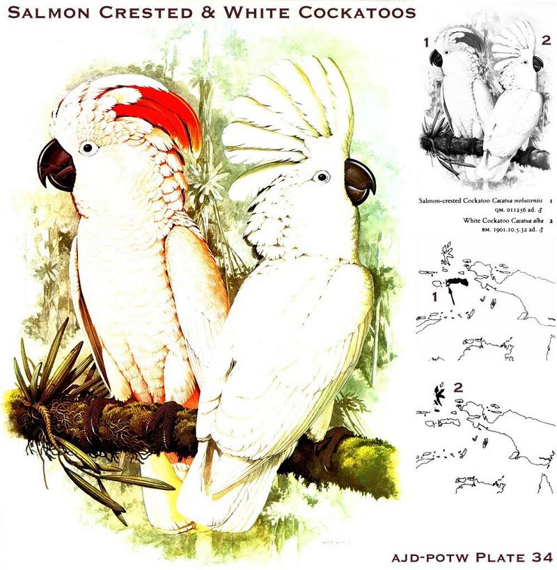 Cockatoos (Cacatuidae) : salmon-crested cockatoo (Cacatua moluccensis) & white cockatoo (Cacatua alba) {!--관앵무(冠鸚鵡)-->; DISPLAY FULL IMAGE.