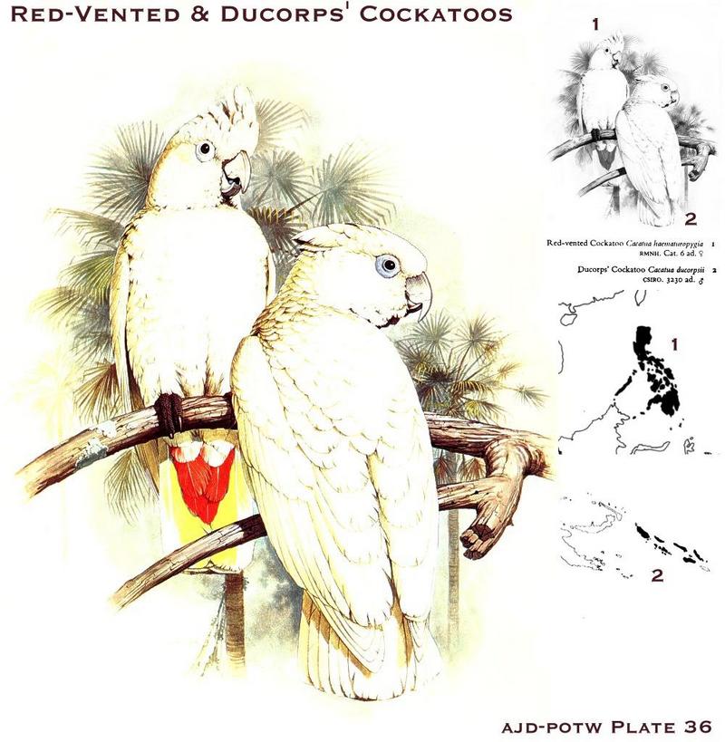 Cockatoo (Cacatuidae) {!--관앵무(冠鸚鵡)-->; DISPLAY FULL IMAGE.