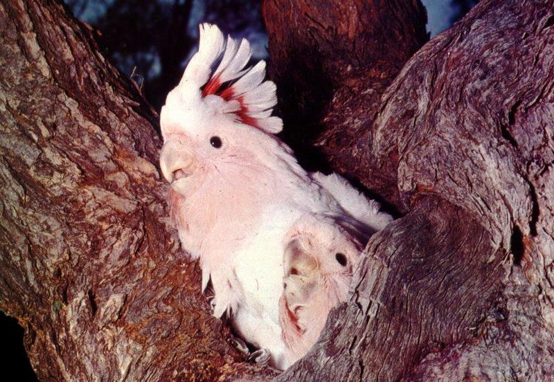 Pink Cockatoo (Cacatua leadbeateri) {!--분홍관앵무(--冠鸚鵡)-->; DISPLAY FULL IMAGE.