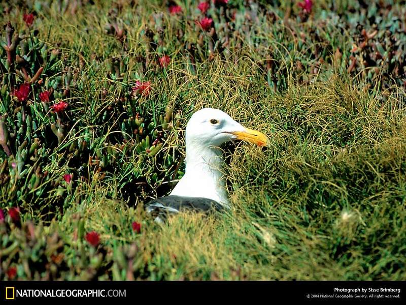 [National Geographic Wallpaper] California Gull (캘리포니아갈매기; 미국 유타주의 州鳥); DISPLAY FULL IMAGE.