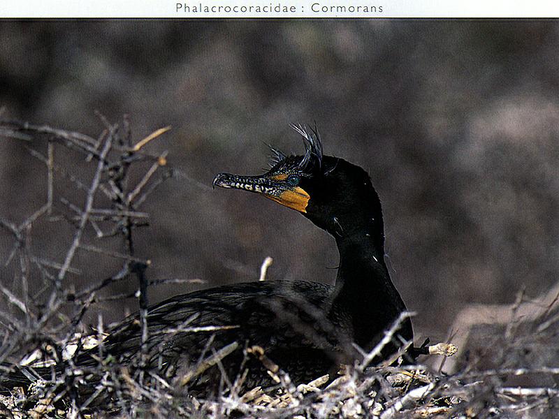 Great Cormorant (Phalacrocorax carbo) {!--민물가마우지-->; DISPLAY FULL IMAGE.