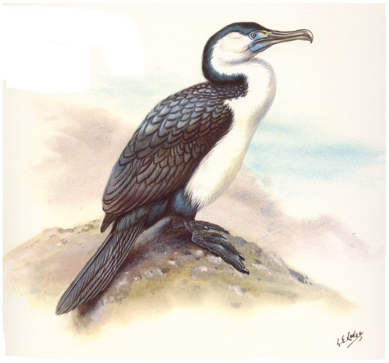 Pied Cormorant (Phalacrocorax varius) {!--흰배가마우지-->; DISPLAY FULL IMAGE.