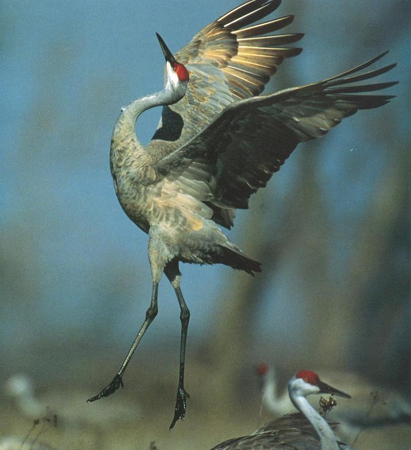 Sandhill Crane dancing (Grus canadensis) {!--캐나다두루미-->; DISPLAY FULL IMAGE.