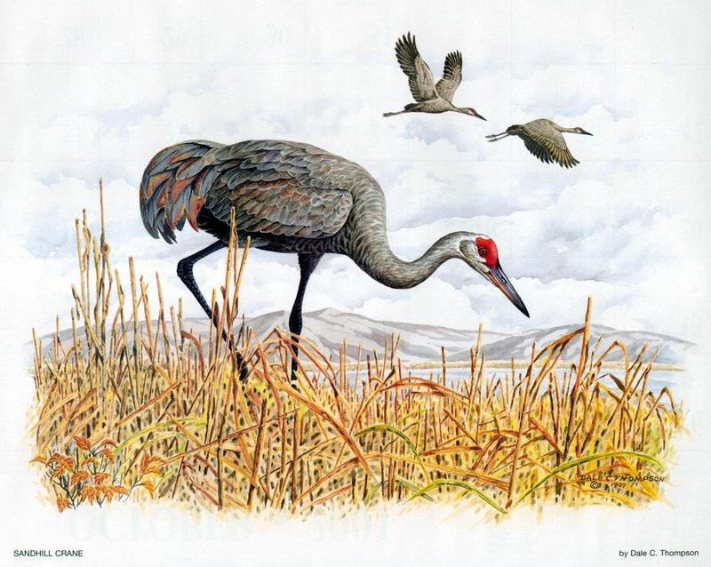 Sandhill Crane (Grus canadensis) {!--캐나다두루미-->; DISPLAY FULL IMAGE.