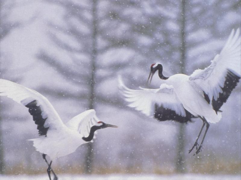 Red-crowned Crane (Grus japonensis) {!--두루미-->; DISPLAY FULL IMAGE.