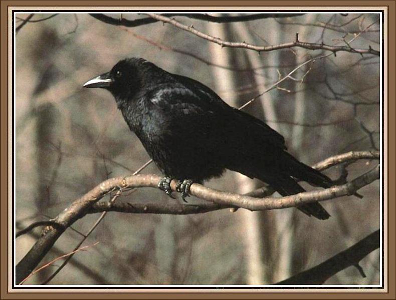 American Crow (Corvus brachyrhynchos) {!--아메리카까마귀-->; DISPLAY FULL IMAGE.