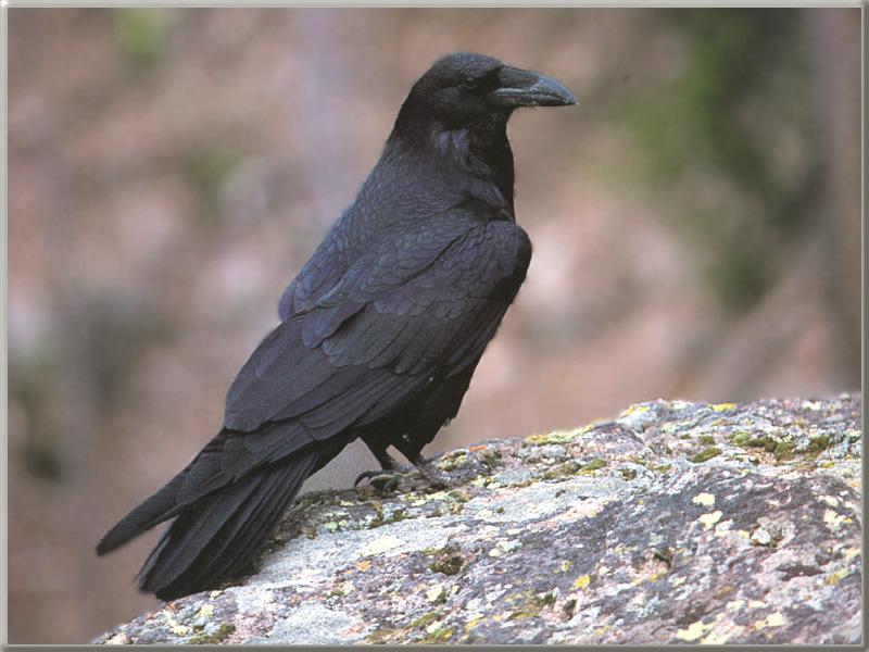 Common Raven (Corvus corax) {!--철새까마귀(도래까마귀)-->; DISPLAY FULL IMAGE.