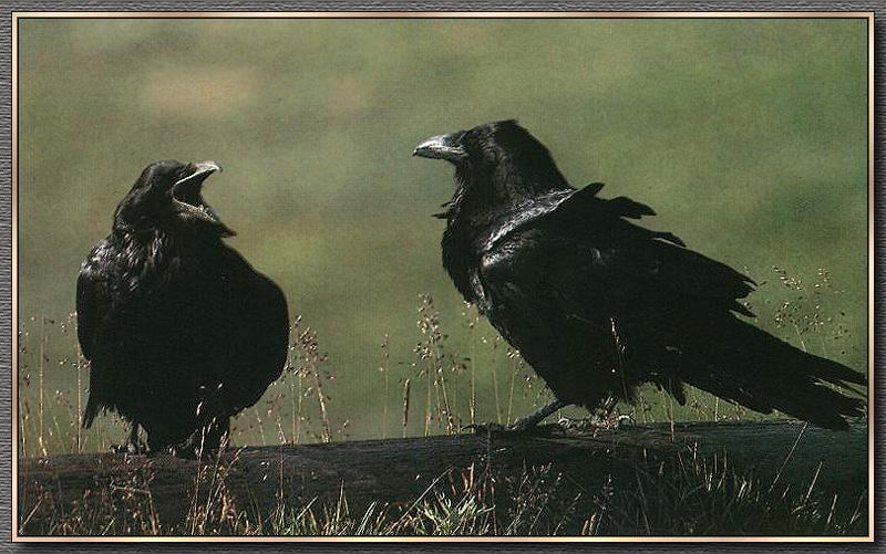 Common Raven pair (Corvus corax) {!--철새까마귀(도래까마귀)-->; DISPLAY FULL IMAGE.