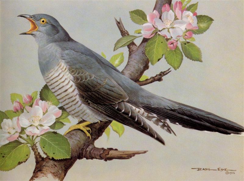 [Animal Art - Basil Ede] Eurasian Cuckoo (Cuculus canorus) {!--뻐꾸기-->; DISPLAY FULL IMAGE.