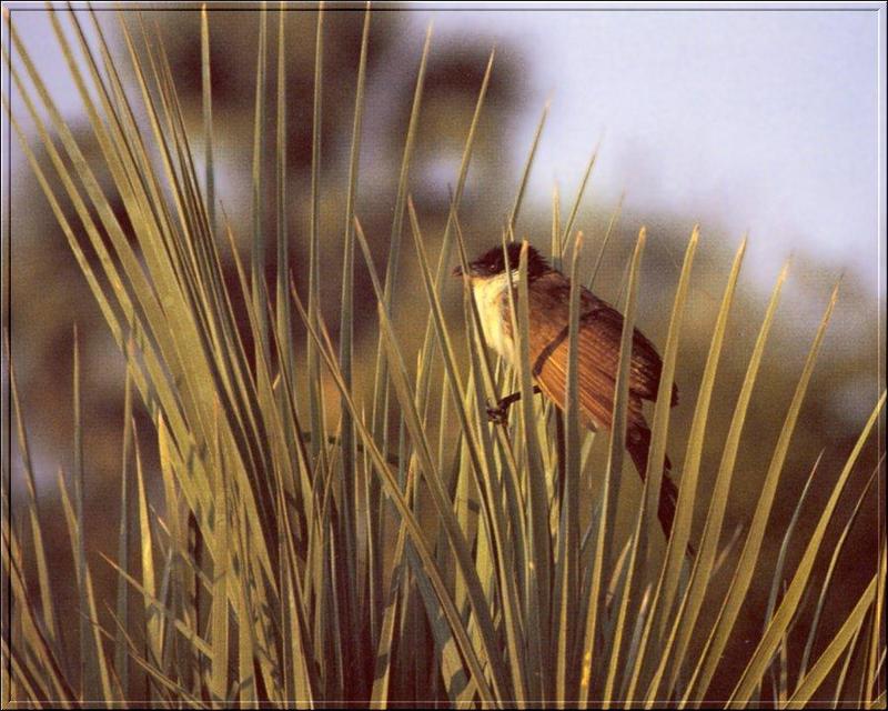 Coppery-tailed Coucal (Centropus cupreicaudus) {!--갈색꼬리코칼-->; DISPLAY FULL IMAGE.