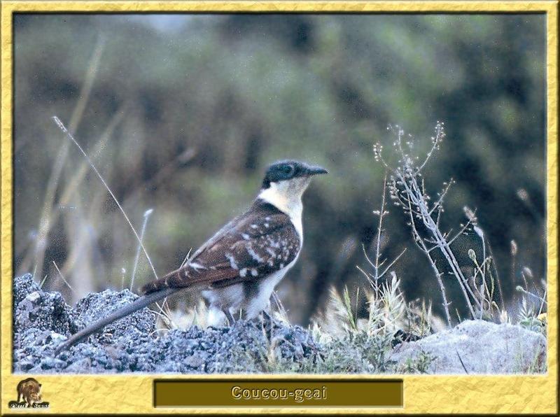 Great Spotted Cuckoo (Clamator glandarius) {!--도토리뻐꾸기-->; DISPLAY FULL IMAGE.