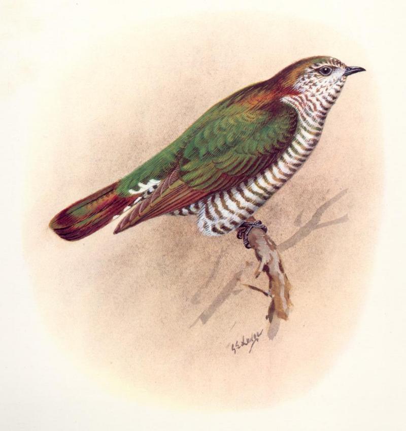 Pipiwharauroa, Shining Bronze-Cuckoo (Chrysococcyx lucidus) {!--밝은구리뻐꾸기-->; DISPLAY FULL IMAGE.