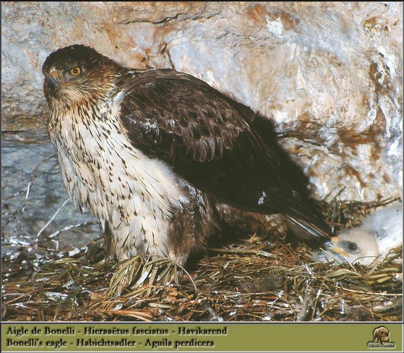 Bonelli's Eagle (Hieraaetus fasciatus) {!--점줄수리-->; DISPLAY FULL IMAGE.