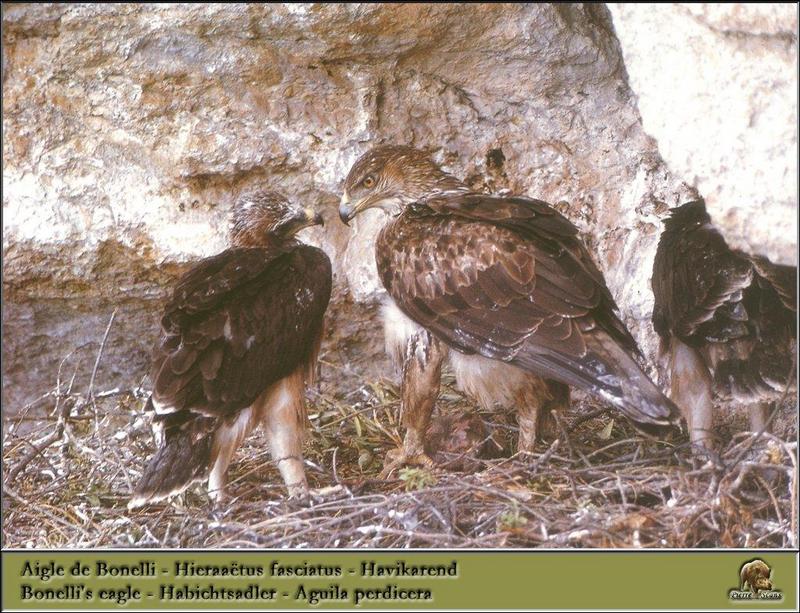 Bonelli's Eagle (Hieraaetus fasciatus) {!--점줄수리-->; DISPLAY FULL IMAGE.