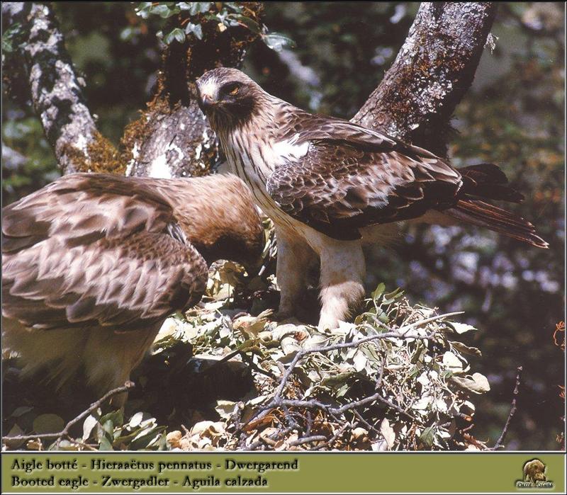 Booted Eagle (Hieraaetus pennatus) {!--털발수리-->; DISPLAY FULL IMAGE.